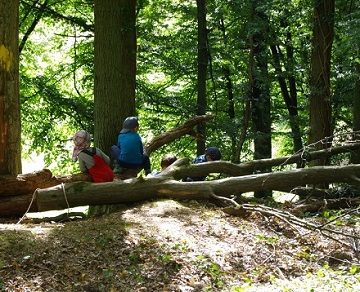 Waldkita_Kinder sitzen auf Baum