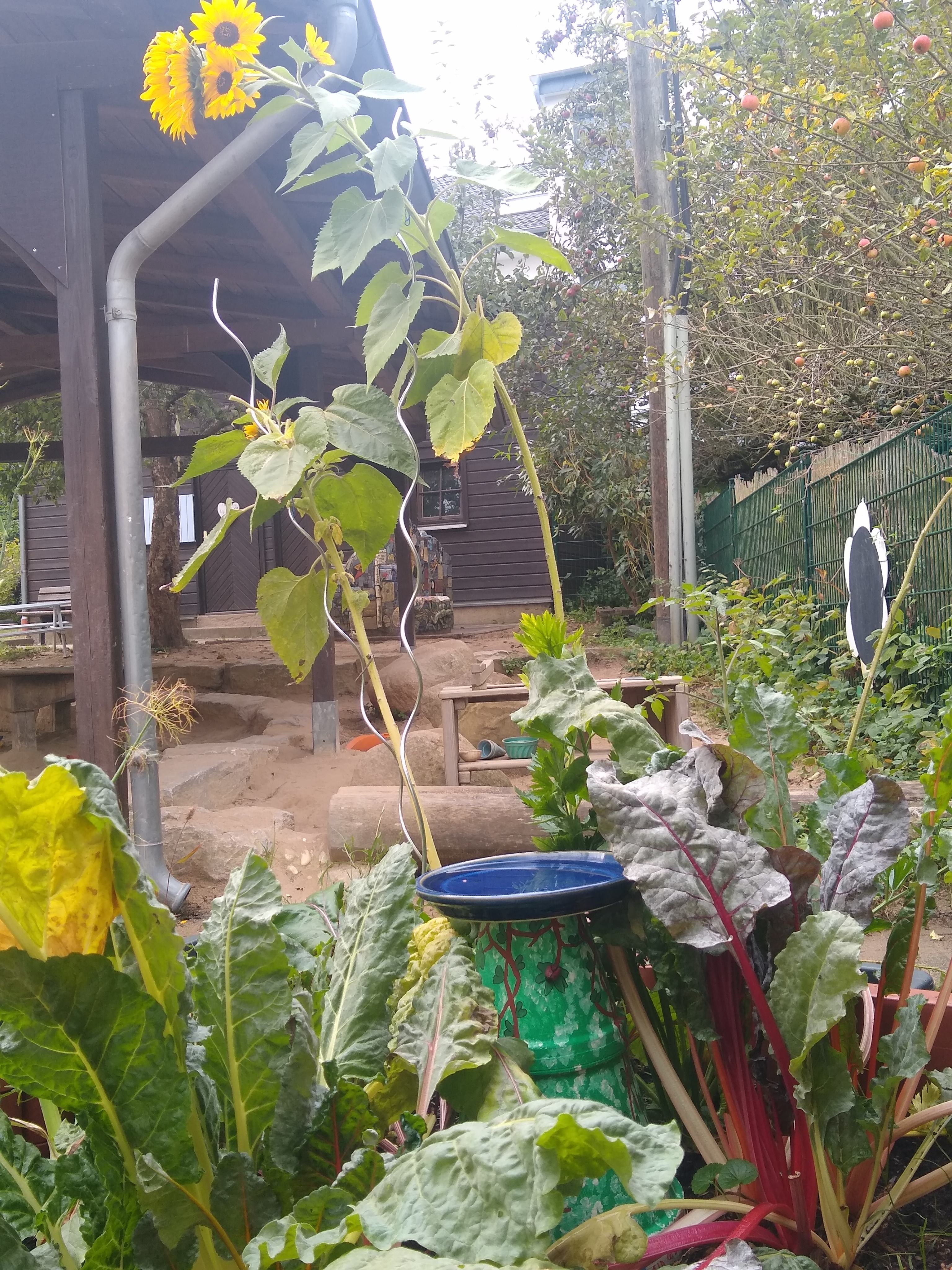 Eulenspiegel Gemüsehochbeet
