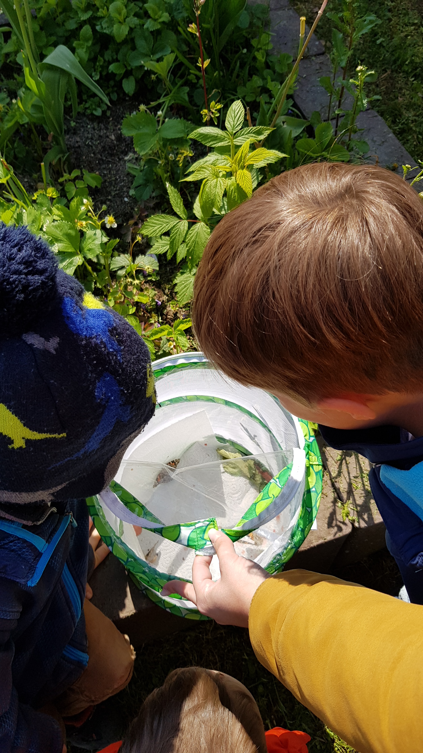 Eulenspiegel Insekten