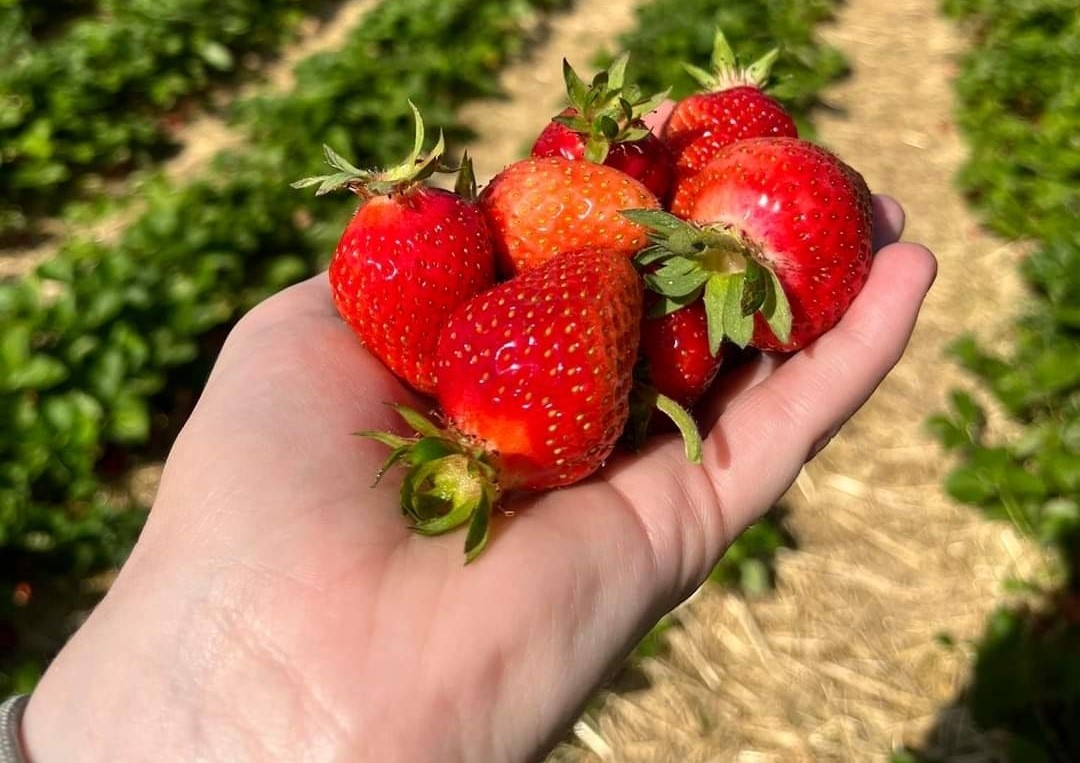 Erdbeeren4