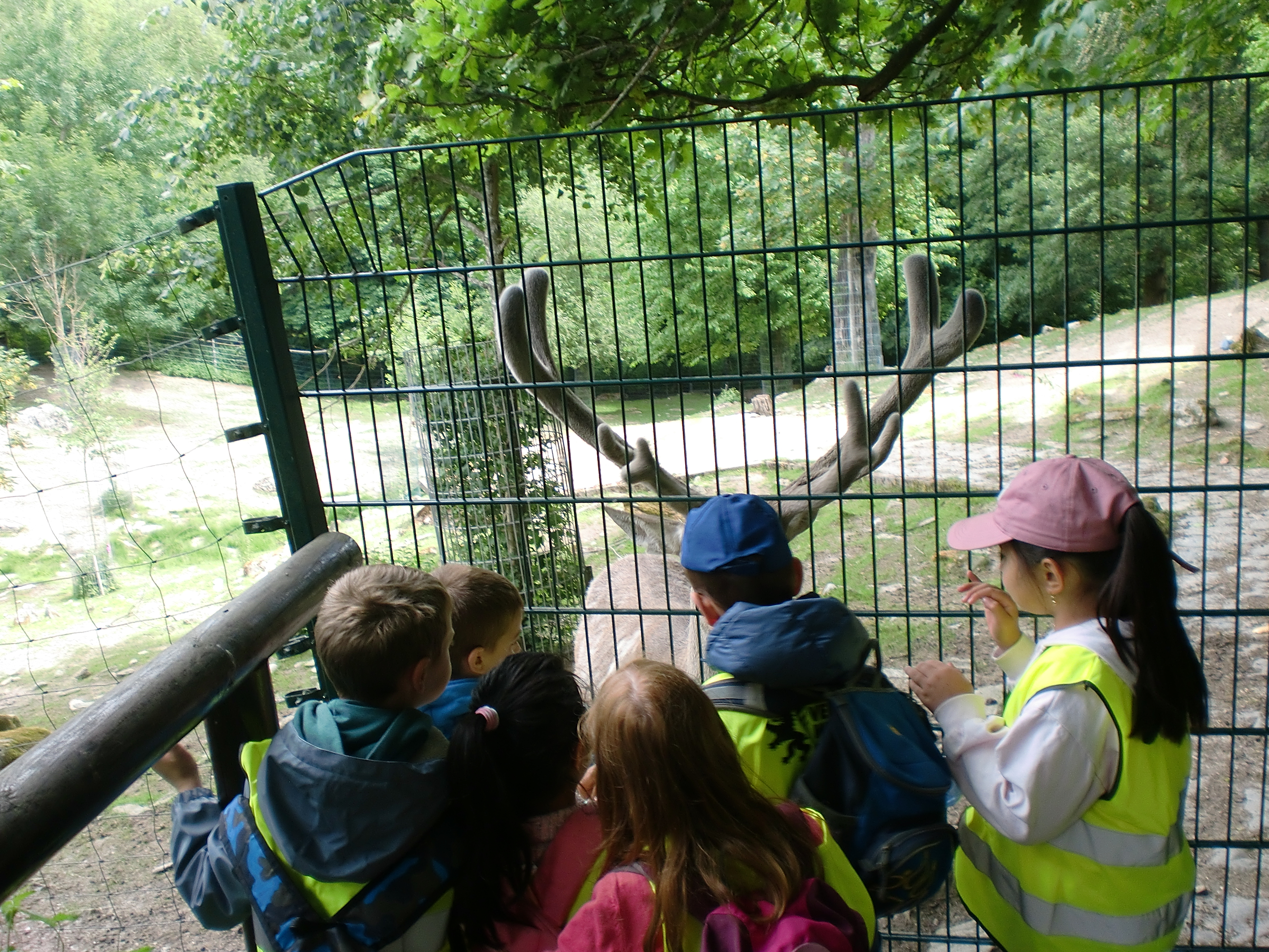 Foto von mehreren Kindern die am Zaun einen Hirsch streicheln
