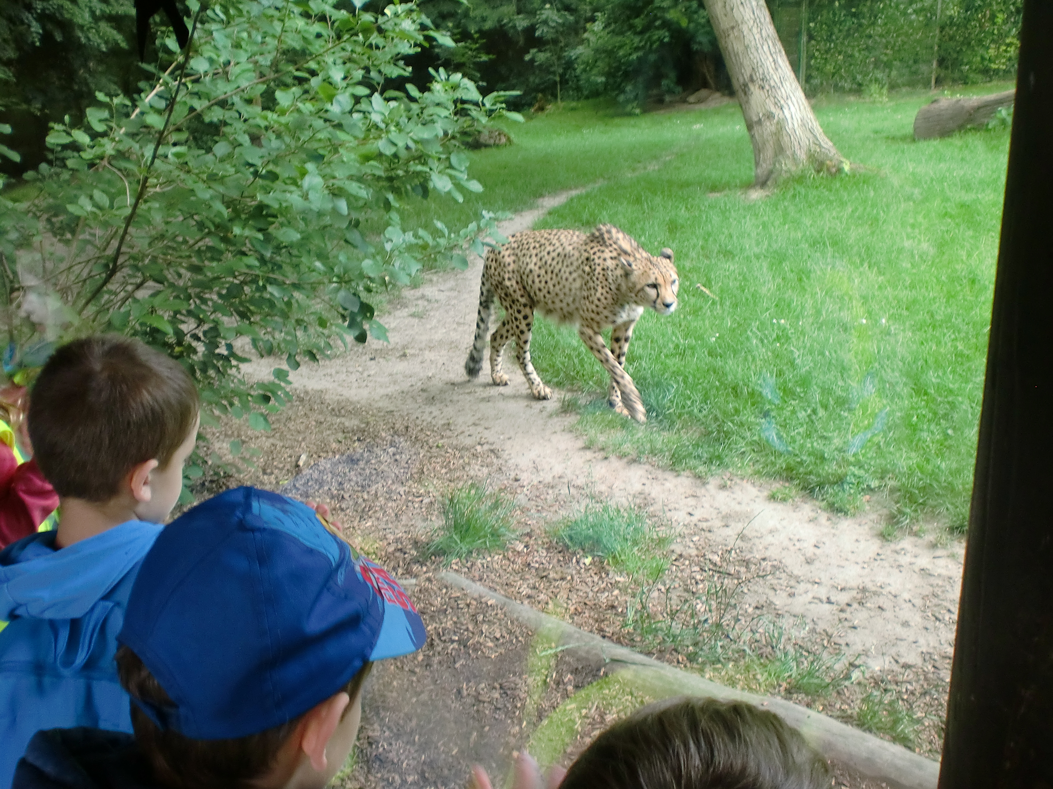 Foto von mehreren Kindern die durch eine Glasscheibe eine Wildkatze bestaunen