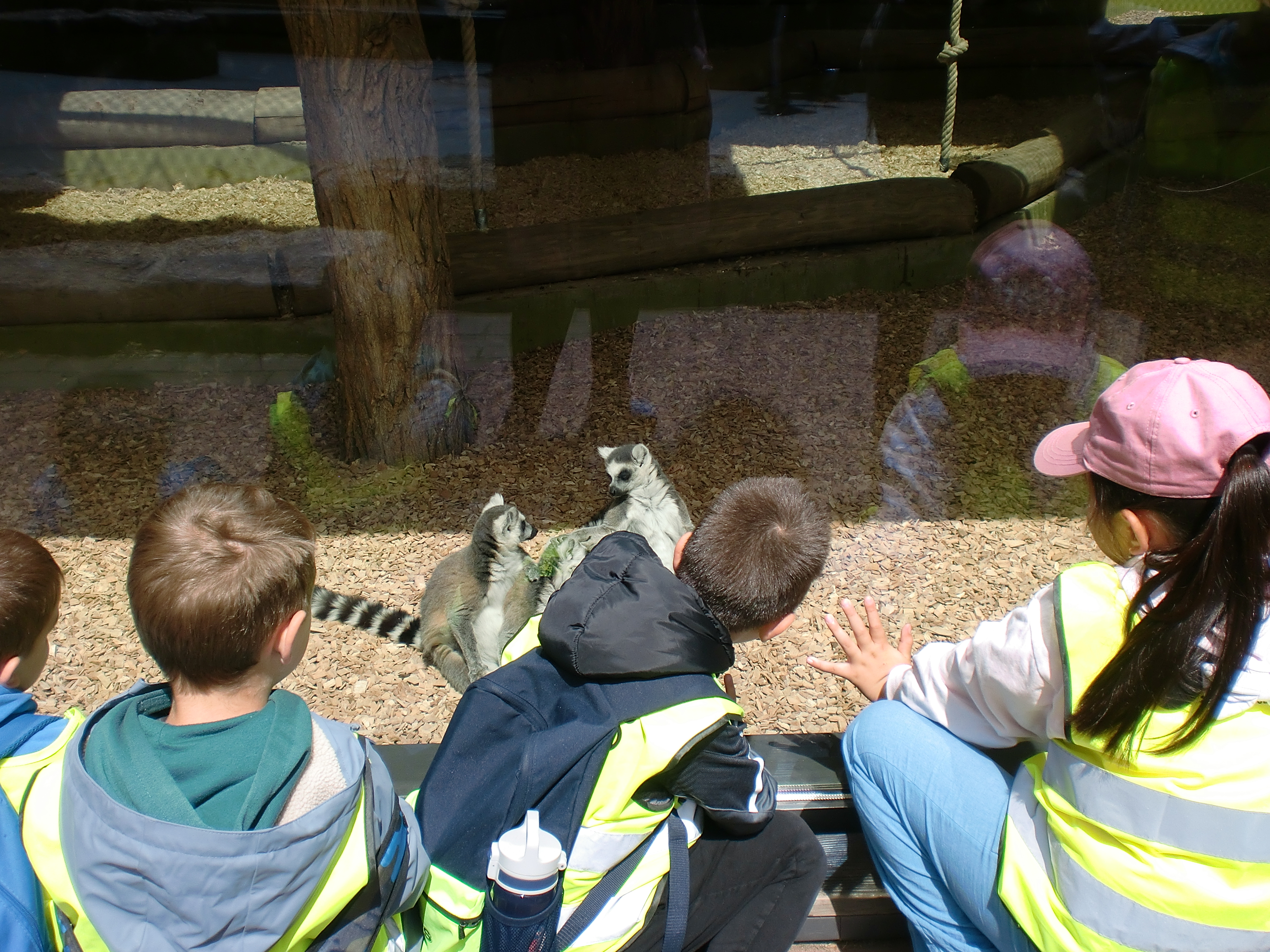 Foto von mehreren Kindern die durch eine Glasscheibe Tiere beobachten