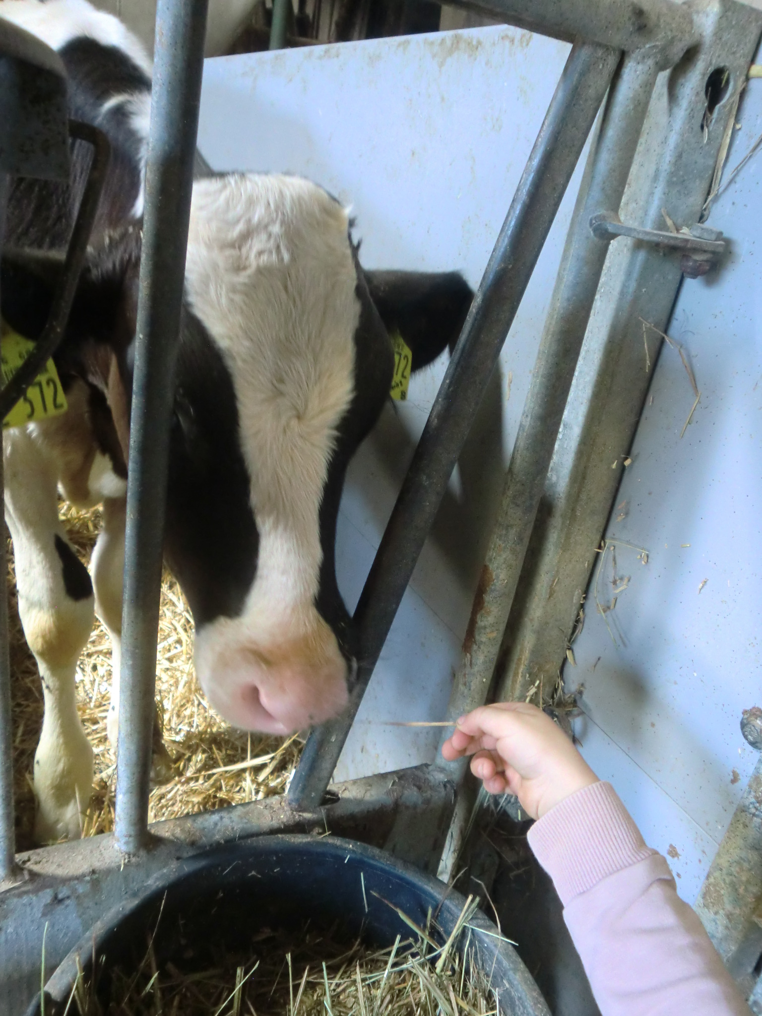Eine schwarze Kuh mit weißen Fleck auf der Stirn steckt den Kopf durch Gitterstäbe und wird von einer Kinderhand mit Heu gefüttert